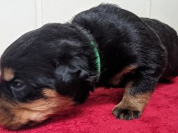 nala 5